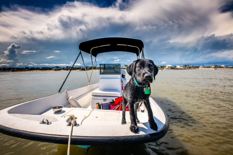 Wet dog on the bow of a boat in a coastal waterway.