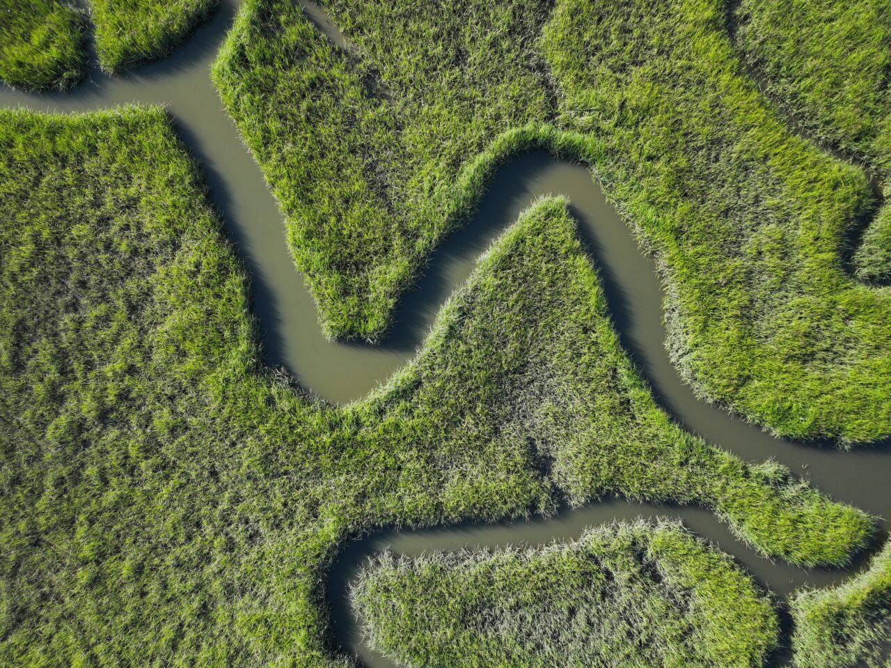 Overhead drone shot of meandering waterways cutting through marsh grass.