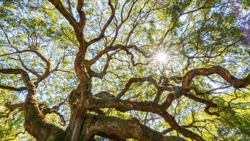 Looking up through the twisting branches of a mature live oak tree as sunlight shines through its dense green canopy.