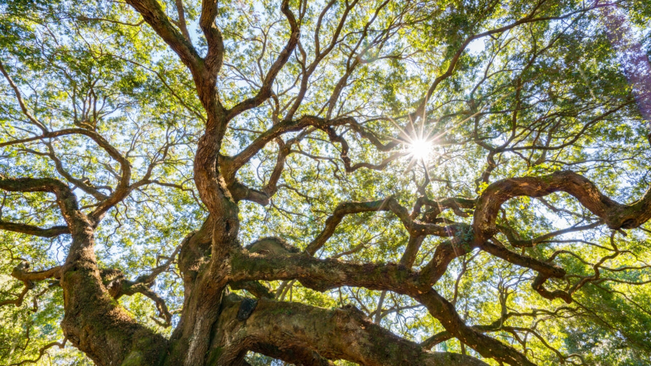 Sunlight filtering through the sprawling branches of a massive live oak tree.