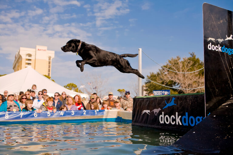 Black dog mid-jump off a dock into a pool as a crowd watches.