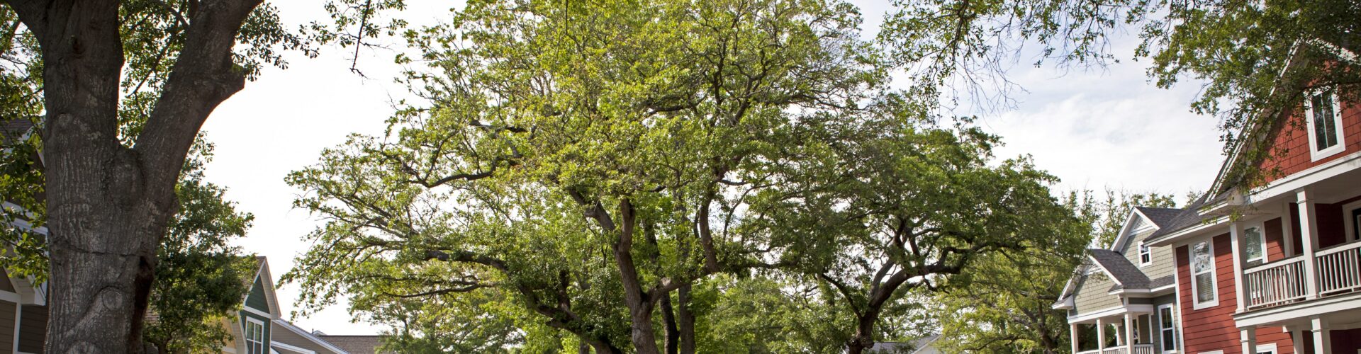 A large oak tree sits in the middle of a neighborhood street.