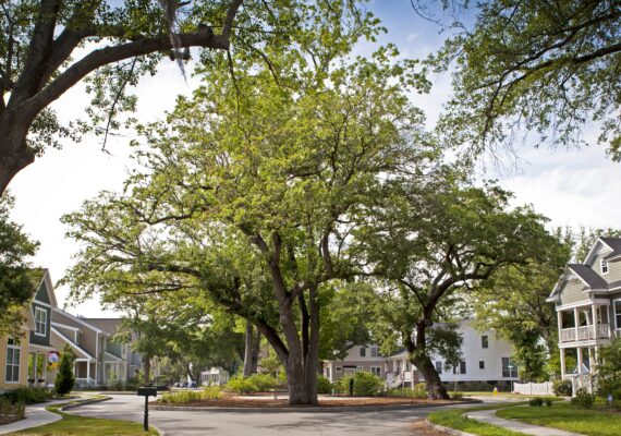 A large oak tree sits in the middle of a neighborhood street.
