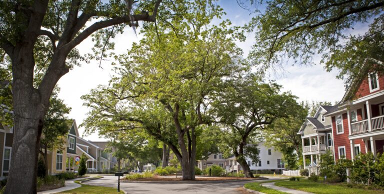 A large oak tree sits in the middle of a neighborhood street.